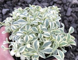 Смелка приморская Друэттс Вариегата (Silene uniflora Druett's Variegated) купить
