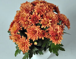 Хризантема Да Вінчі Дарк Оранж (Da Vinci Dark Orange)купити