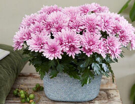 Хризантема Да Вінчі Пінк (Da Vinci Pink)купити