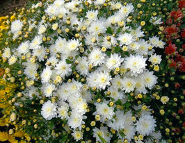 Хризантема Ксенія Вайт (Xenya White)купити