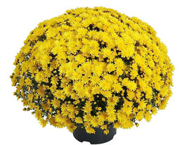 Хризантема Ксенія Єллоу (Xenya Yellow)купити