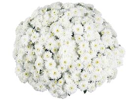 Хризантема Калм Вайт (Calm White)купити