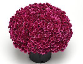 Хризантема Черрі Пурпл (Cherry Purple)купити
