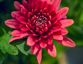 Хризантема Да Вінчі Черрі Ред (Da Vinci Cherry Red)купити