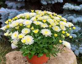 Хризантема Дітто Вайт (Ditto White)купити