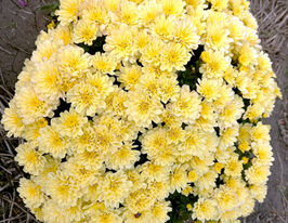 Хризантема Дітто Єллоу (Ditto Yellow)купити