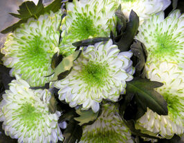 Хризантема Грінстар (Greenstar)купити