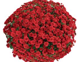 Хризантема Сісайд Ред (Seaside Red)купити