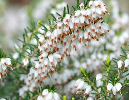 Еріка трав'яниста Ізабель (Erica carnea Isabell)купити