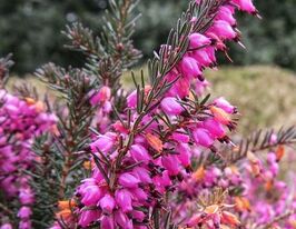 Еріка трав'яниста Вінтерсон (Erica carnea Wintersonne)купити