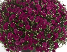 Хризантема Херлем Пурпл (Harlem Purple)купити