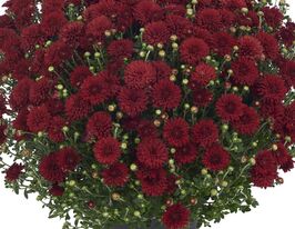 Хризантема Херлем Ред (Harlem Red)купити