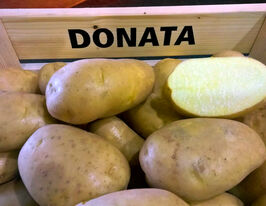 Картофель Доната купить