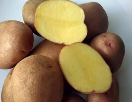 Картопля Феномен (Сенатор)купити