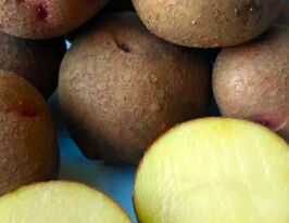 Картопля Шедевркупити