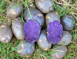 Картопля Либідькупити