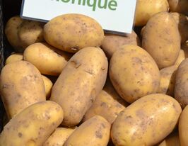 Картофель Моник (Monique) купить