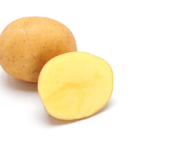 Картофель Талесса (Thalessa) купить