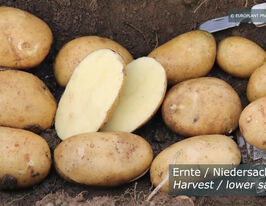 Картофель Этана (Etana) купить