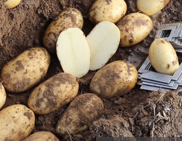 Картофель Вирджиния (Virginia) купить