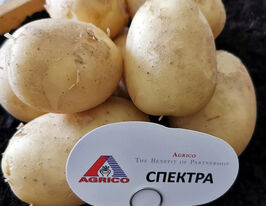 Картофель Спектра купить