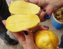 Картофель Юниверса (Universa) купить