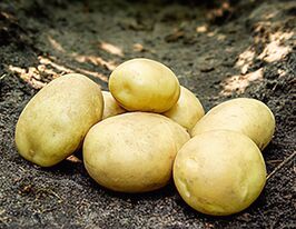 Картофель Аргана (Argana) купить