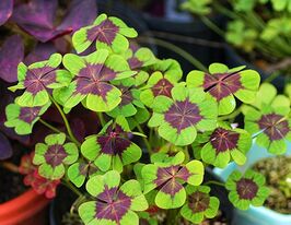 Оксаліс в горщику Деппа Айрон кроскупити