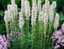 Лиатрис Флористан Вейс (Floristan Weiss) горшке купить