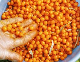 Облепиха Клавдия  купить