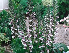 Акант мягкий (Acanthus mollis) купить