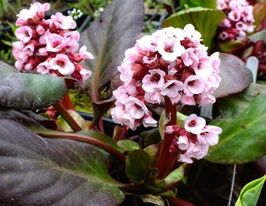 Бадан Бах (Bergenia Bach) купить