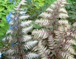 Кочедыжник Питер Лейс (Athyrium niponicum pictum Pewter Lace) купить