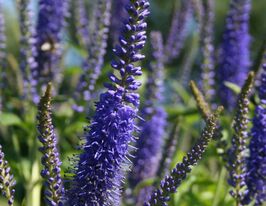 Вероника длиннолистная Блауризен (Veronica longiflora Blauriesin) купить
