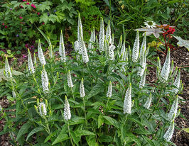 Вероника длиннолистная Шнеерезен (Veronica longifolia Schneeriesin) купить