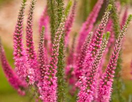 Вероніка колосиста Ротфукс (Veronica spicata Rotfuchs)купити