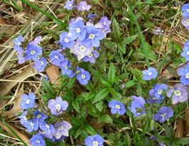 Вероника теневая Джорджиа Блу (Veronica umbrosa Georgia Blue) купить