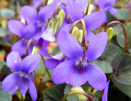 Виола лабрадорская (Viola labradorica) купить