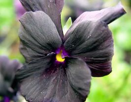 Віола Моллі Сандерсон (Viola Molly Sanderson)купити