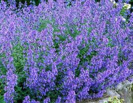 Котяча м'ята (Nepeta dropmore)купити