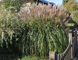 Мискантус китайский Гросс Фонтан (Miscanthus sinensis Grosse Fontäne) купить
