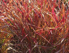 Мискантус китайский Перпл Фолл (Miscanthus sinensis Purple Fall) купить