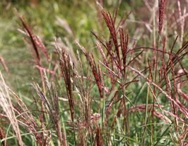 Мискантус китайский Ред Чиф (Miscanthus Red Chief) купить