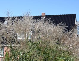 Мискантус китайский Сильберфедер (Miscanthus sinensis Silberfeder) купить