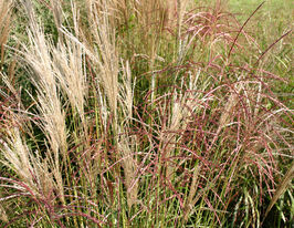 Мискантус китайский Фернер Остен (Miscanthus sinensis Ferner Osten) купить