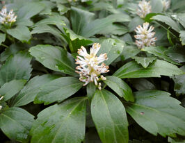 Пахісандра верхівкова Грін Карпет (Pachysandra terminalis Green Carpet)купити