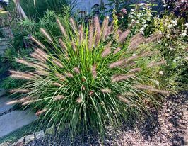 Пеннісетум лисохвостий Кассіан (Pennisetum alopecuroides Cassian)купити