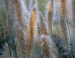 Пеннісетум лисохвостий Компрессум (Pennisetum alopecuroides Compressum)купити