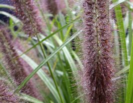 Пеннісетум лисохвостий Моудрі (Pennisetum alopecuroides Moudry)купити
