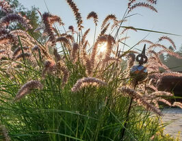 Пеннісетум східний Фламінго (Pennisetum orientalis Flamingo)купити